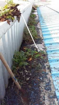 Iemnad nog een plant voor in de tuin nodig?